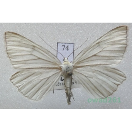 Siona lineata (Scopoli, 1763) Czech74